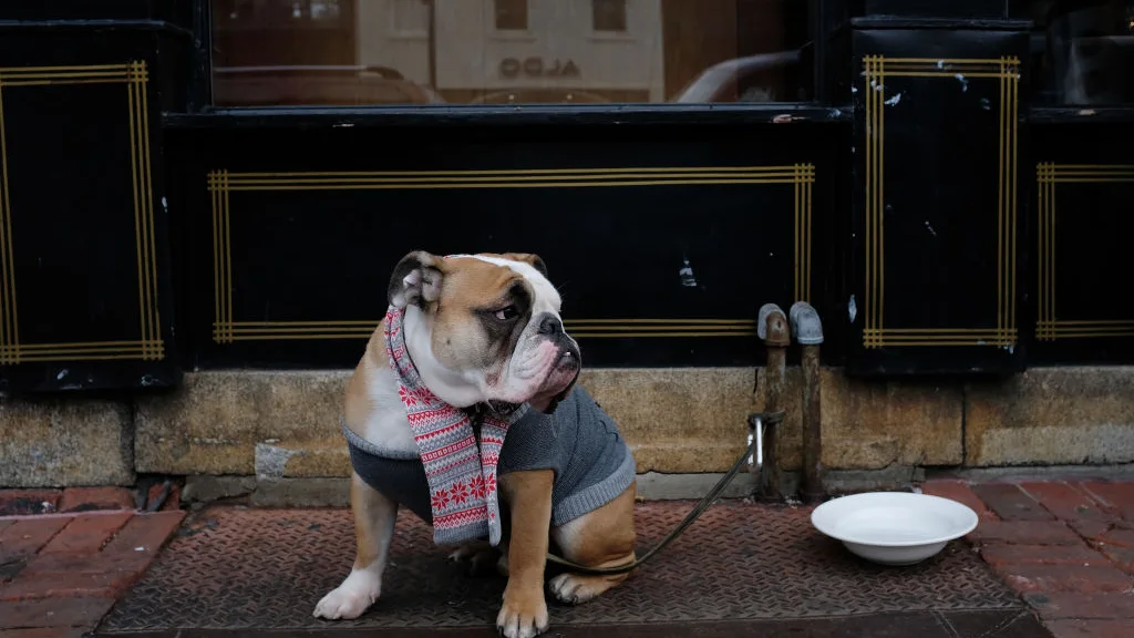 Perro fuera del restaurante Perro fuera del restaurante