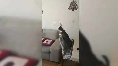 Jacinto el gato Jacinto el gato