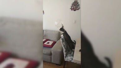 Este es Jacinto, el gato que sabe jugar al voleibol