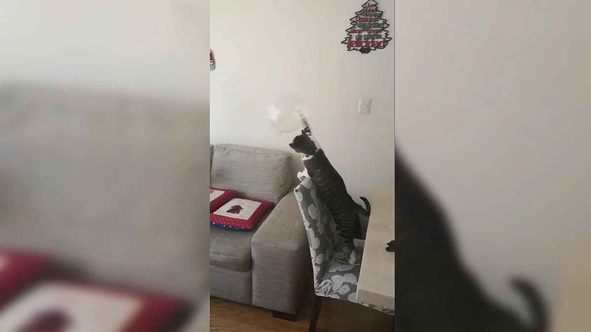 Jacinto el gato Jacinto el gato