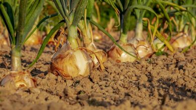 Esconde una cámara en su huerto y descubre por qué desaparecen sus verduras