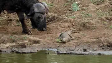 Búfalo se enfrenta a cocodrilo