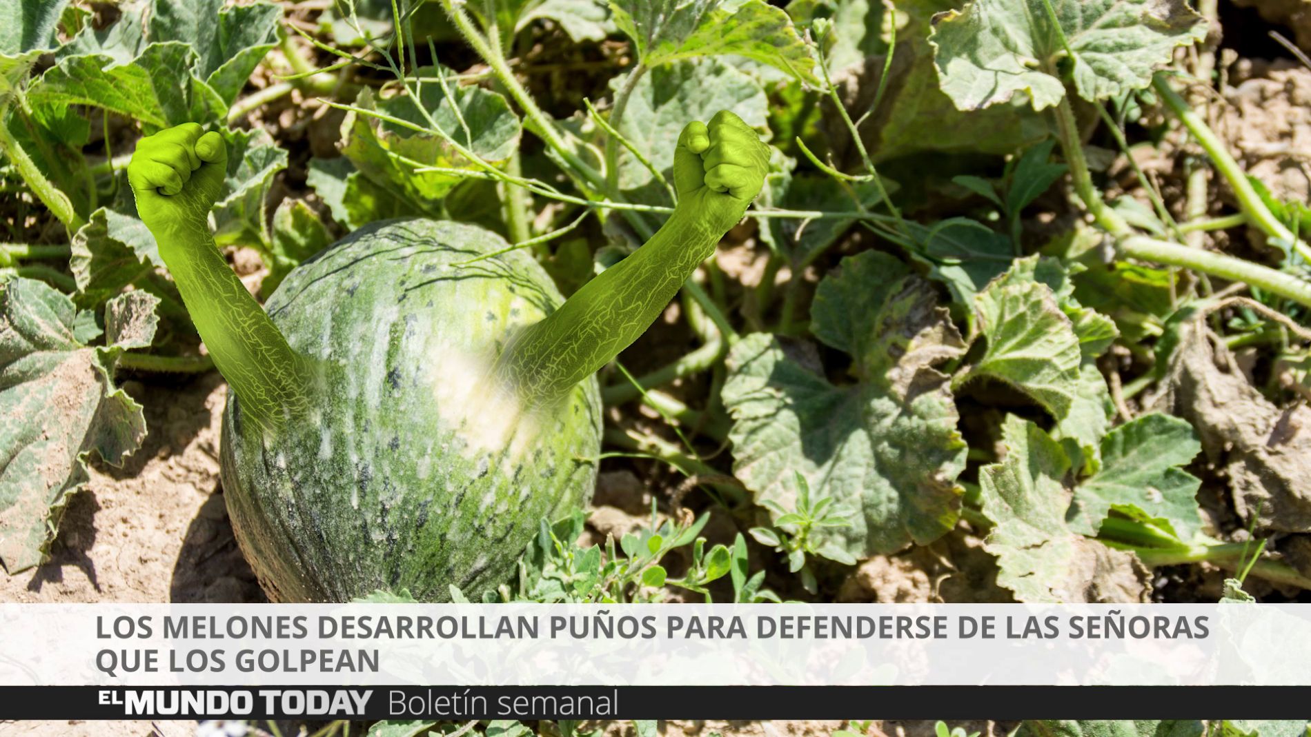 Los melones desarrollan pu&ntilde;os