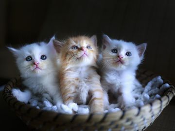Tres gatitos (archivo)