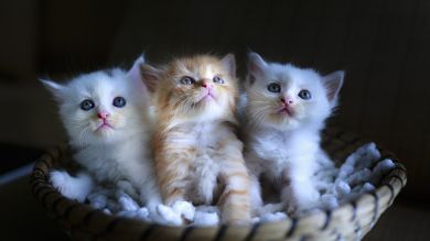 Salva a tres gatitos de morir congelados con una taza de café 