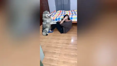 Perro ayuda a su dueño Perro ayuda a su dueño