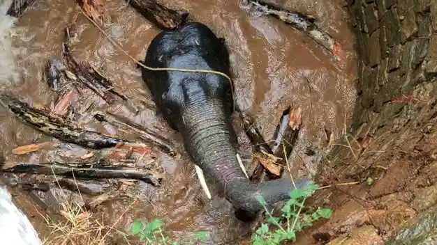 Un elefante atrapado en un pozo