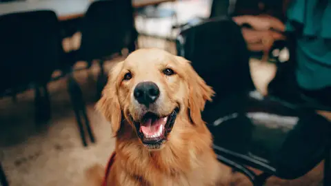 Perro Perro