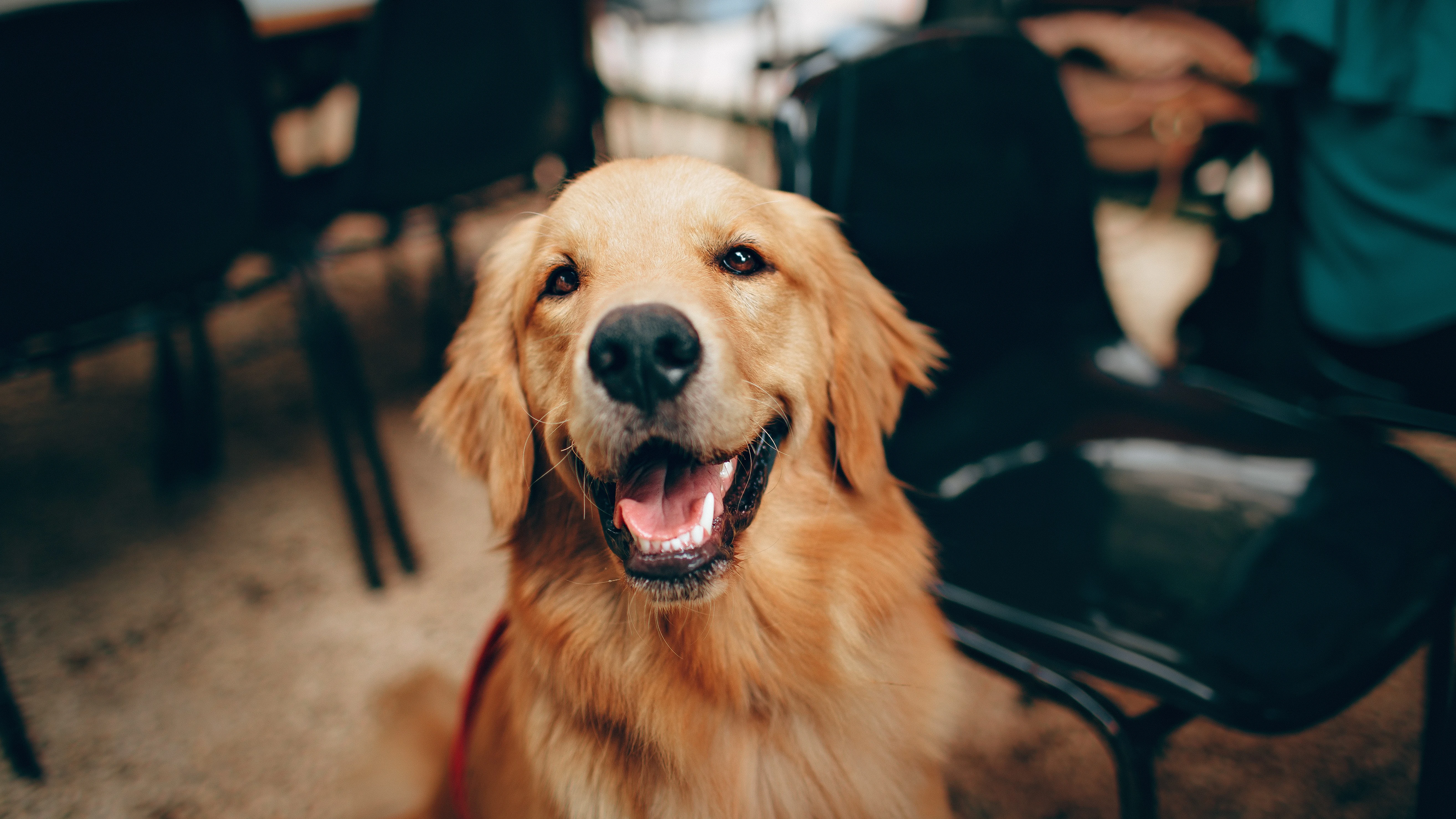 Perro