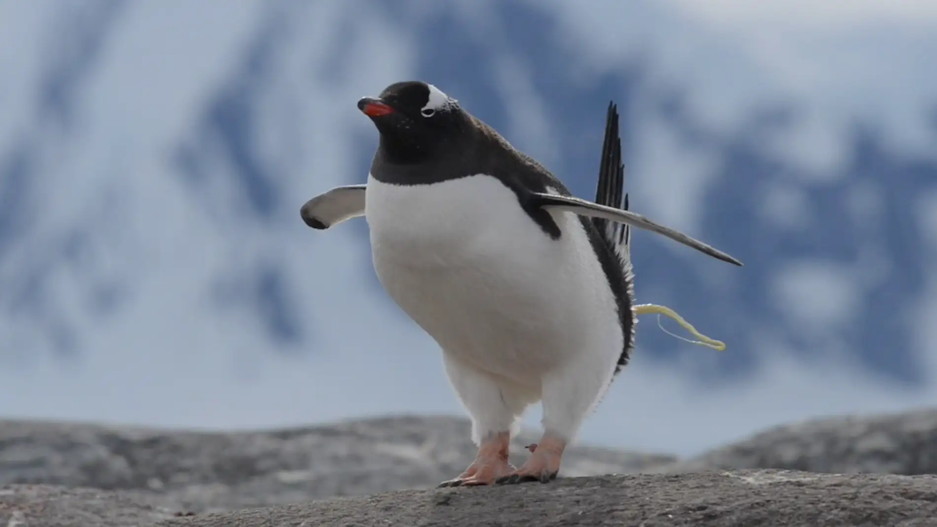 Un pingüino defecando