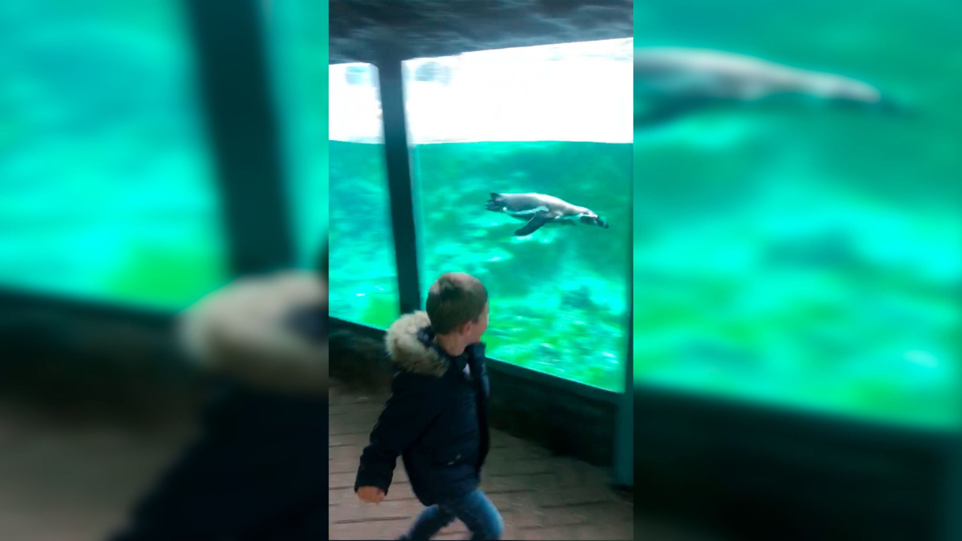 Oliver juega con un ping&uuml;ino