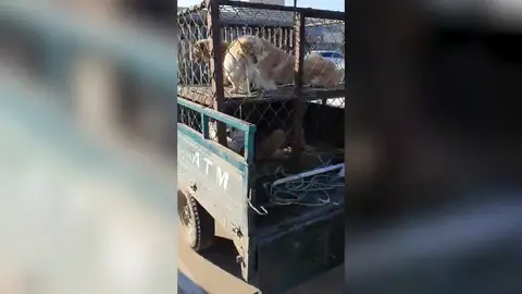 Perros en un mercado chino Perros en un mercado chino