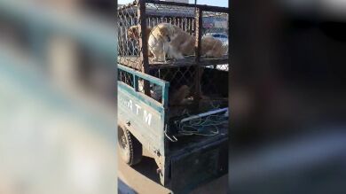 Rescatan a un pobre perro que iba a venderse en un mercado de carne chino por 26 libras