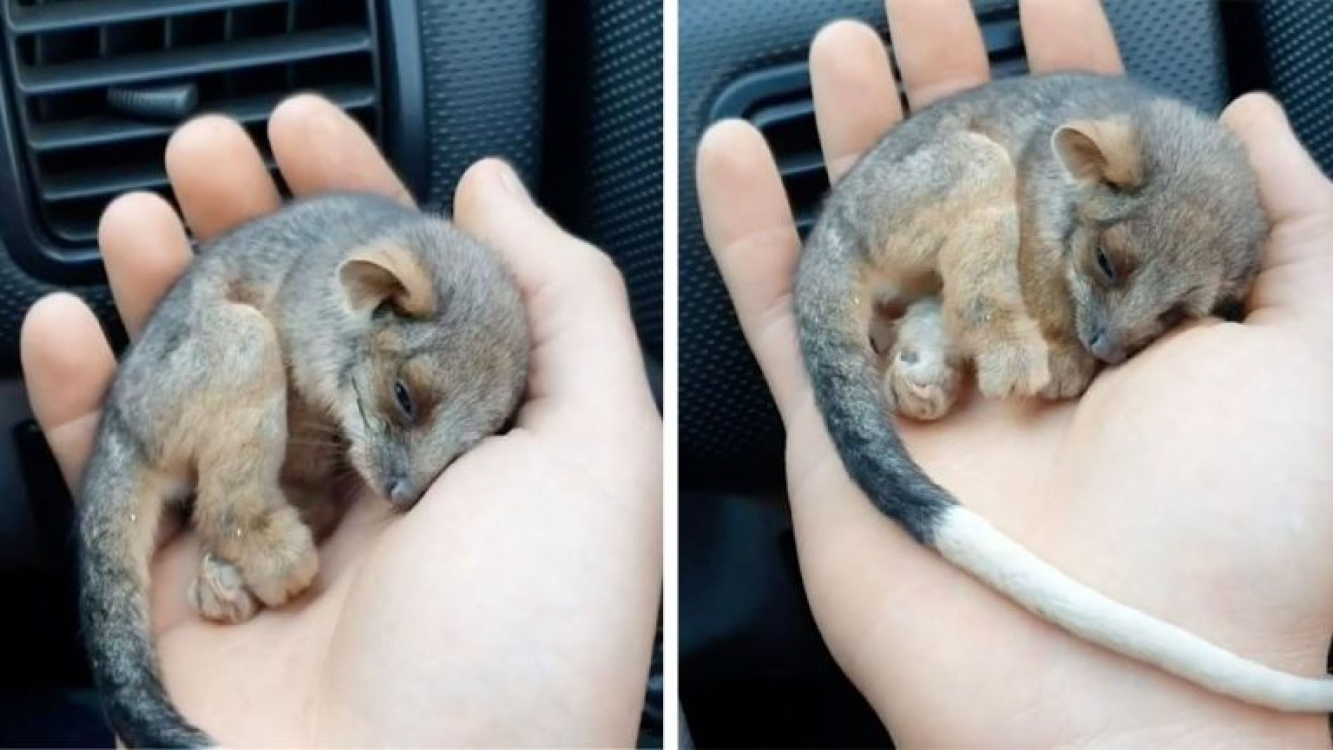 La zarig&uuml;eya rescatada de las llamas 