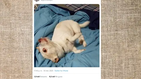 Pantallazo del twitter de @govindatagle Pantallazo del twitter de @govindatagle