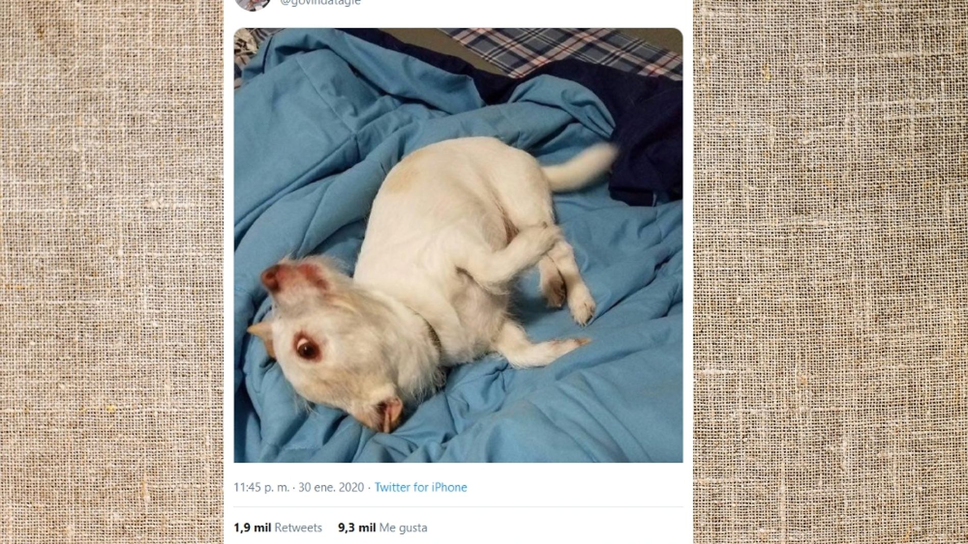 Pantallazo del twitter de @govindatagle