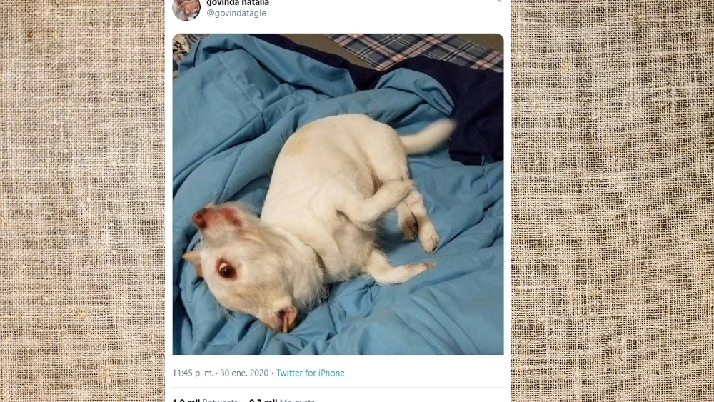 Pantallazo del twitter de @govindatagle