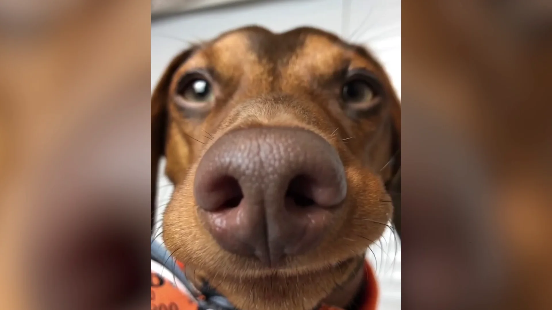 Perro salchicha viral