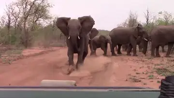 Elefante carga contra una camioneta