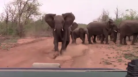 Elefante carga contra una camioneta Elefante carga contra una camioneta