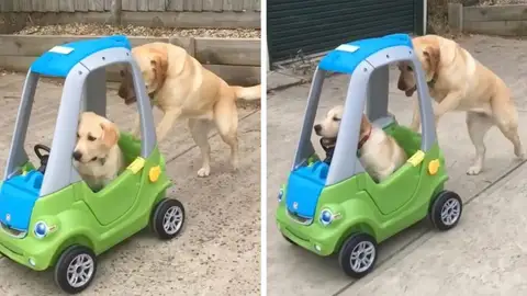 Perra empujando un coche de juguete Perra empujando un coche de juguete
