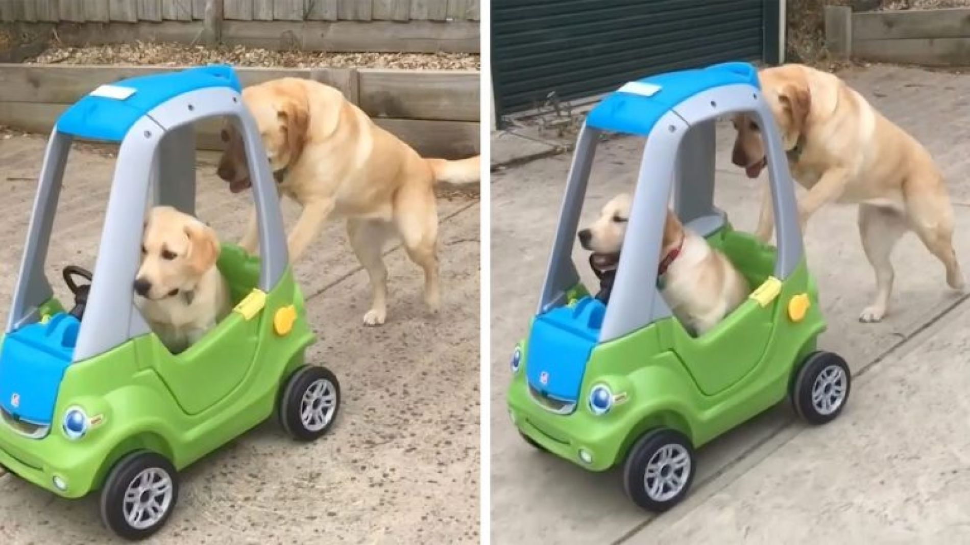 Perra empujando un coche de juguete