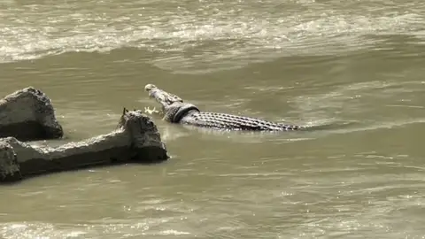 El cocodrilo atrapado por la llanta en Indonesia El cocodrilo atrapado por la llanta en Indonesia