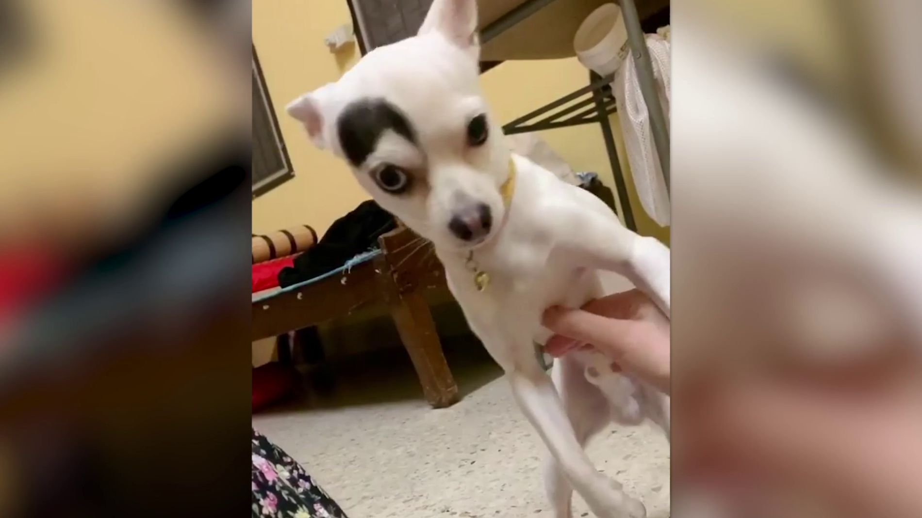 Un perro con aspecto de villano 