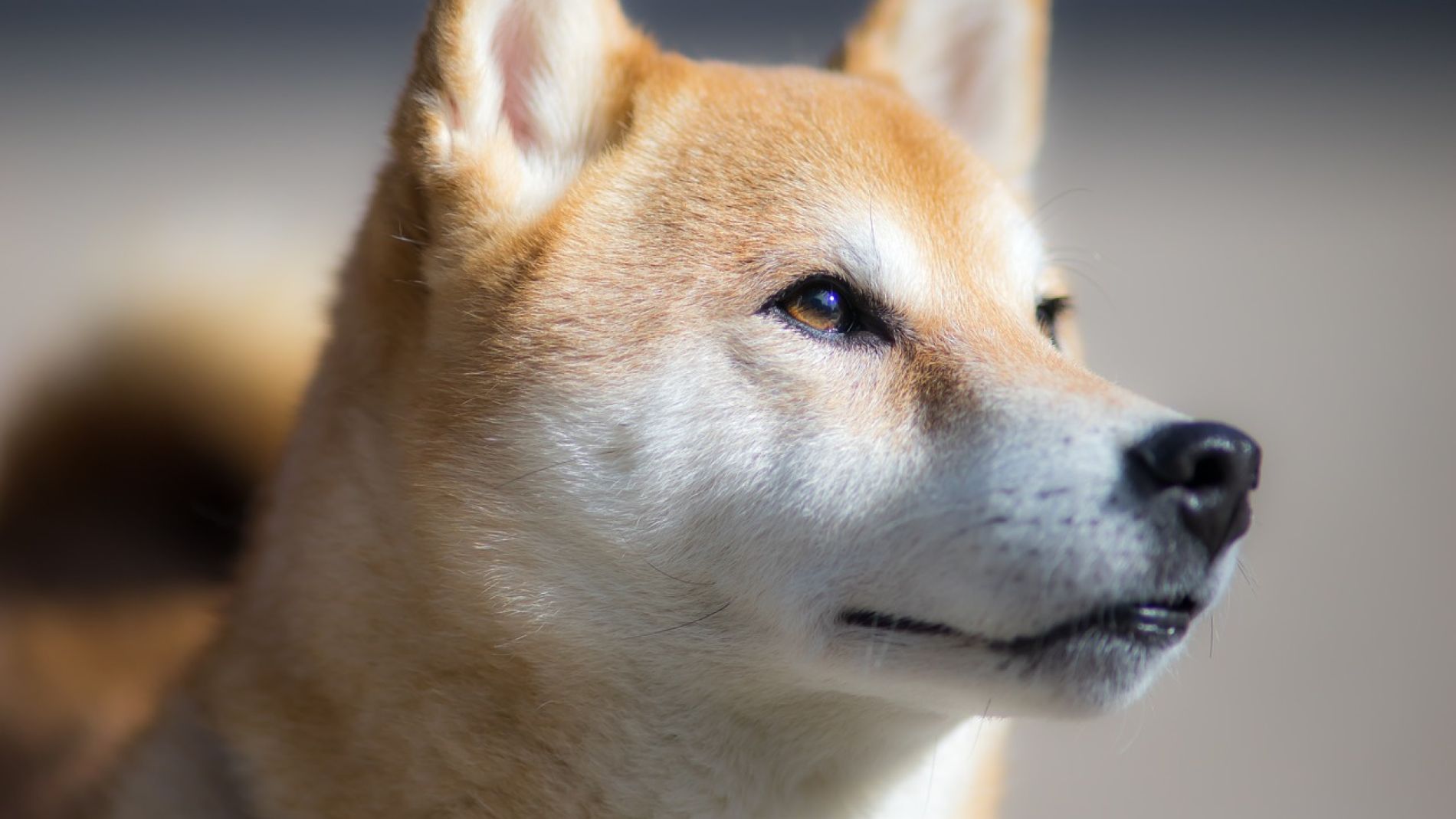 Un imagen de un shiba (Archivo) 