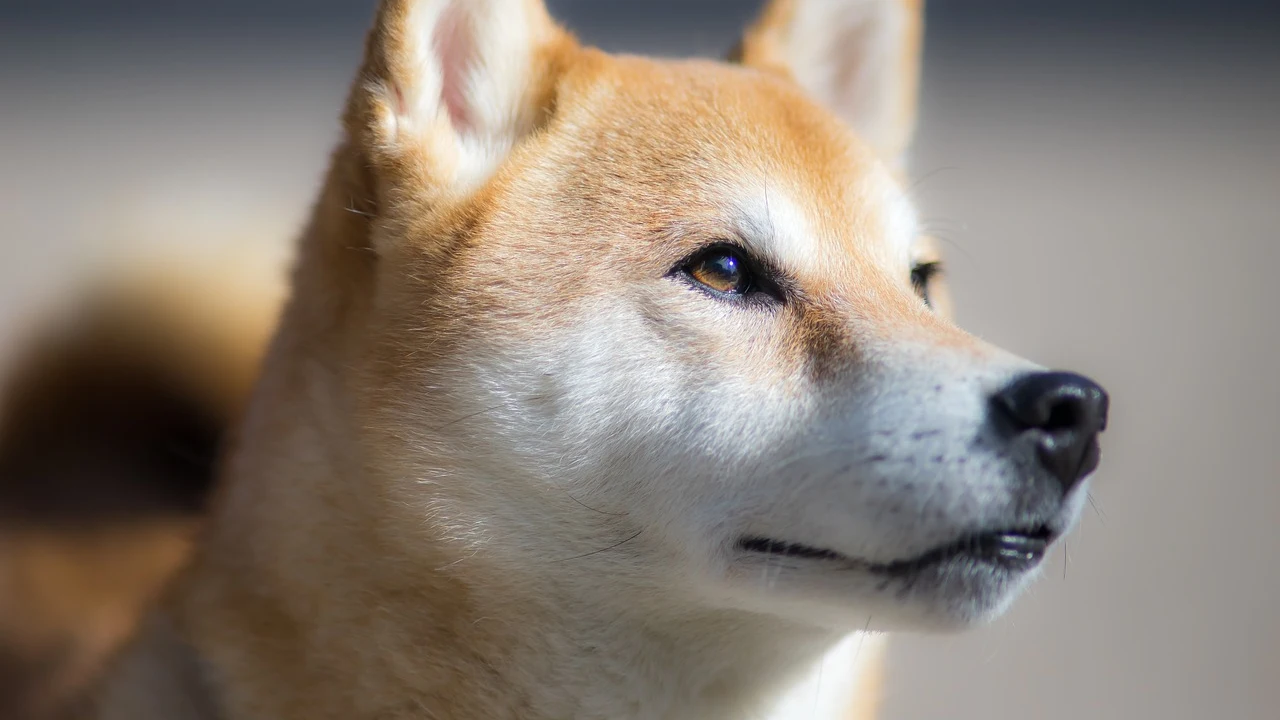 Un imagen de un shiba (Archivo) 