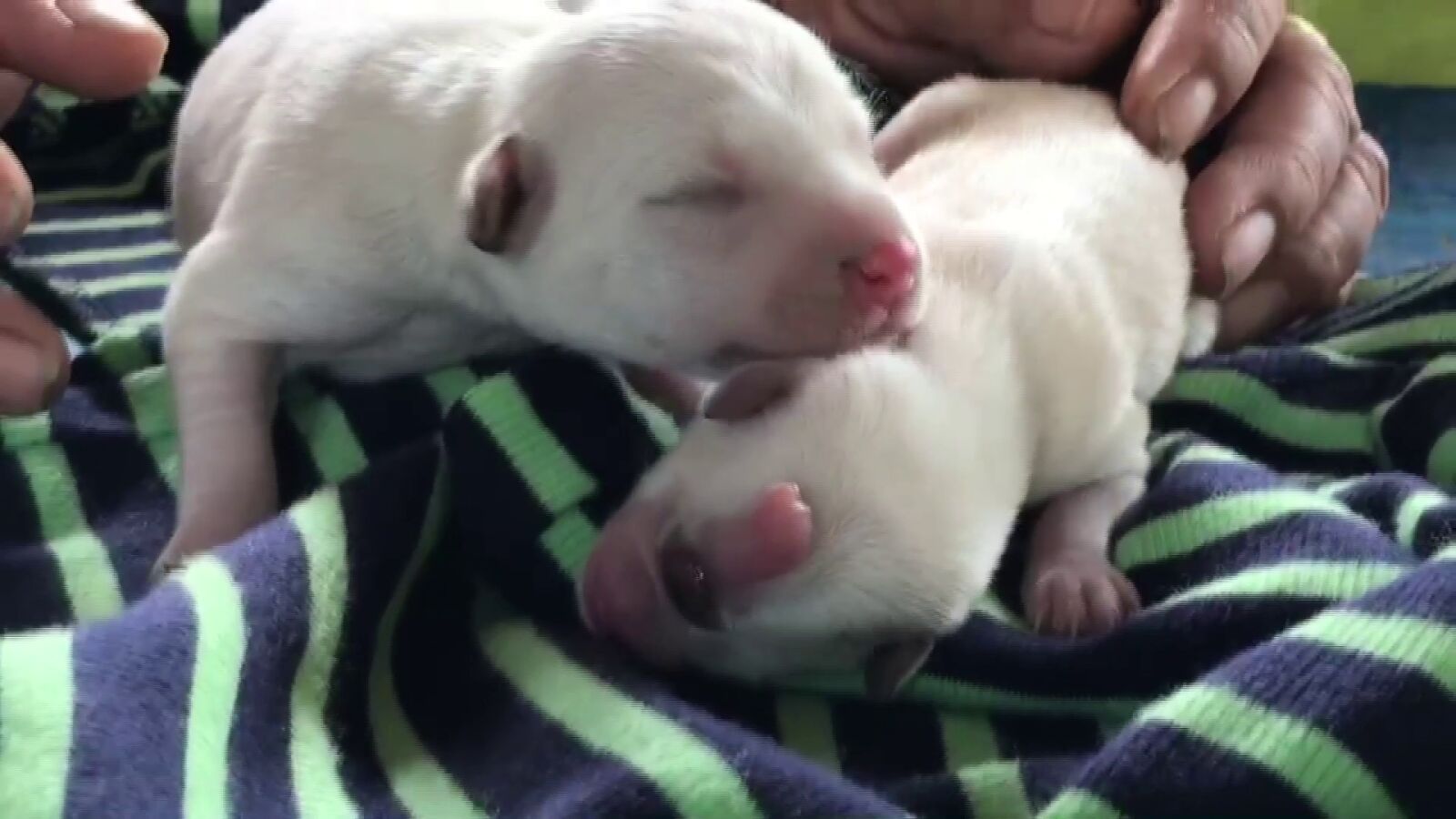 Un extraño perrito nacido con un solo ojo se ha vuelto viral 