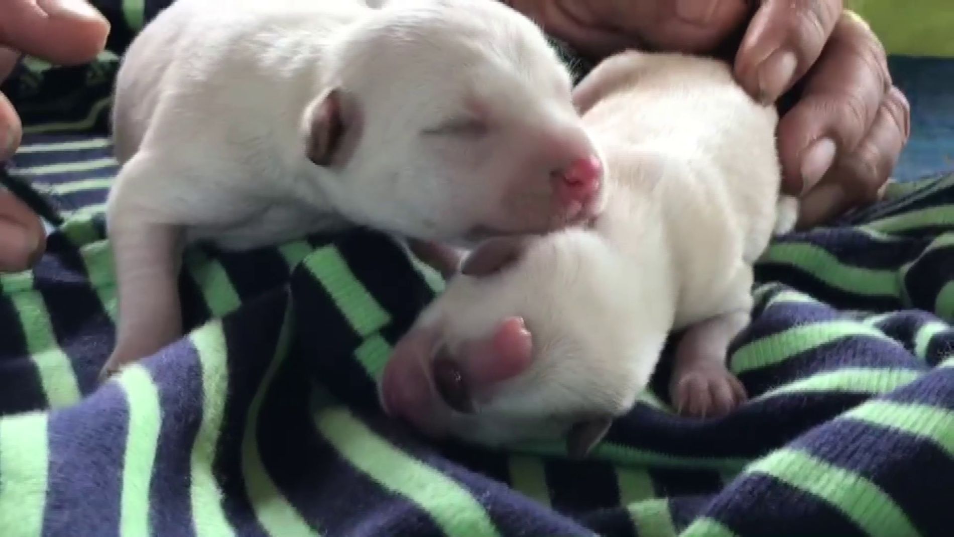 Perro con un s&oacute;lo ojo