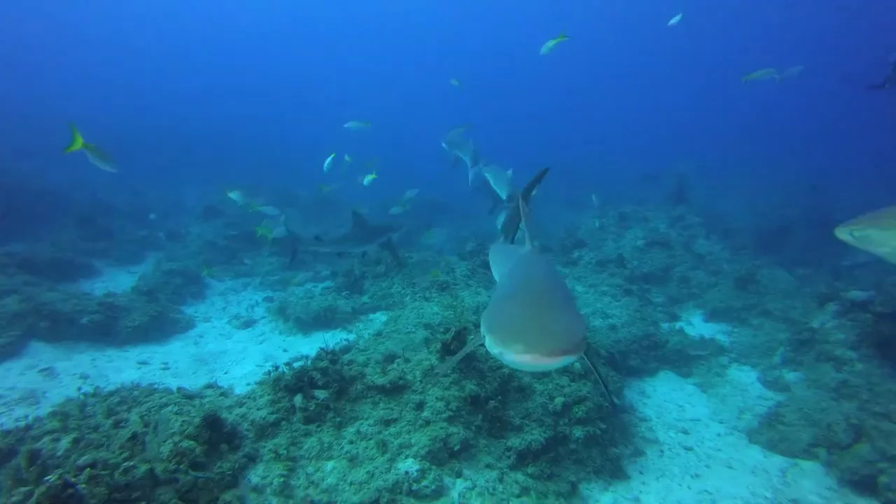 Un tiburón atacando