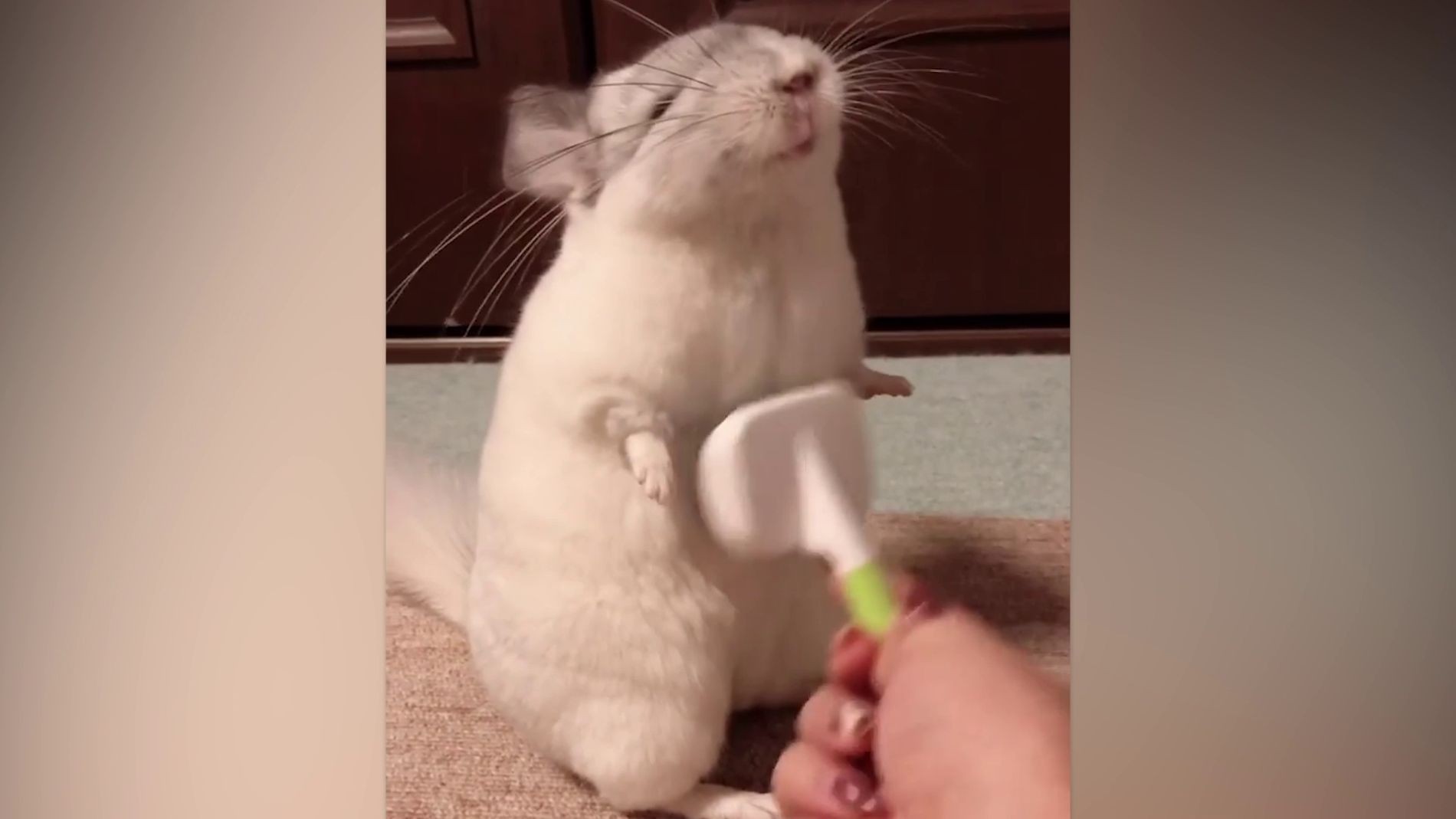 Una adorable chinchilla