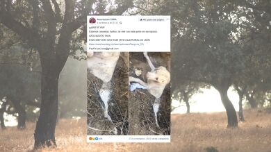 Enterraron vivo a este perro en Jaén para que muriera pero alguien lo vio a tiempo