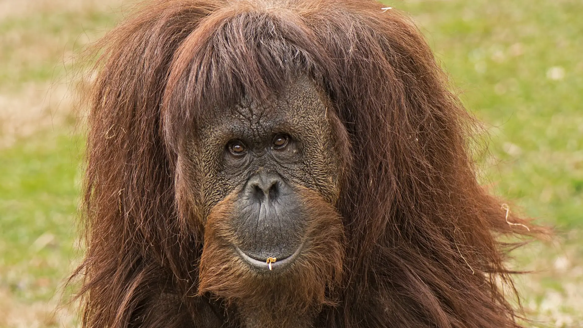 Foto de Archivo de un orangután