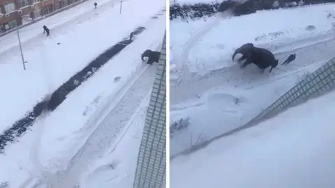 Elefante se escapa del circo Elefante se escapa del circo