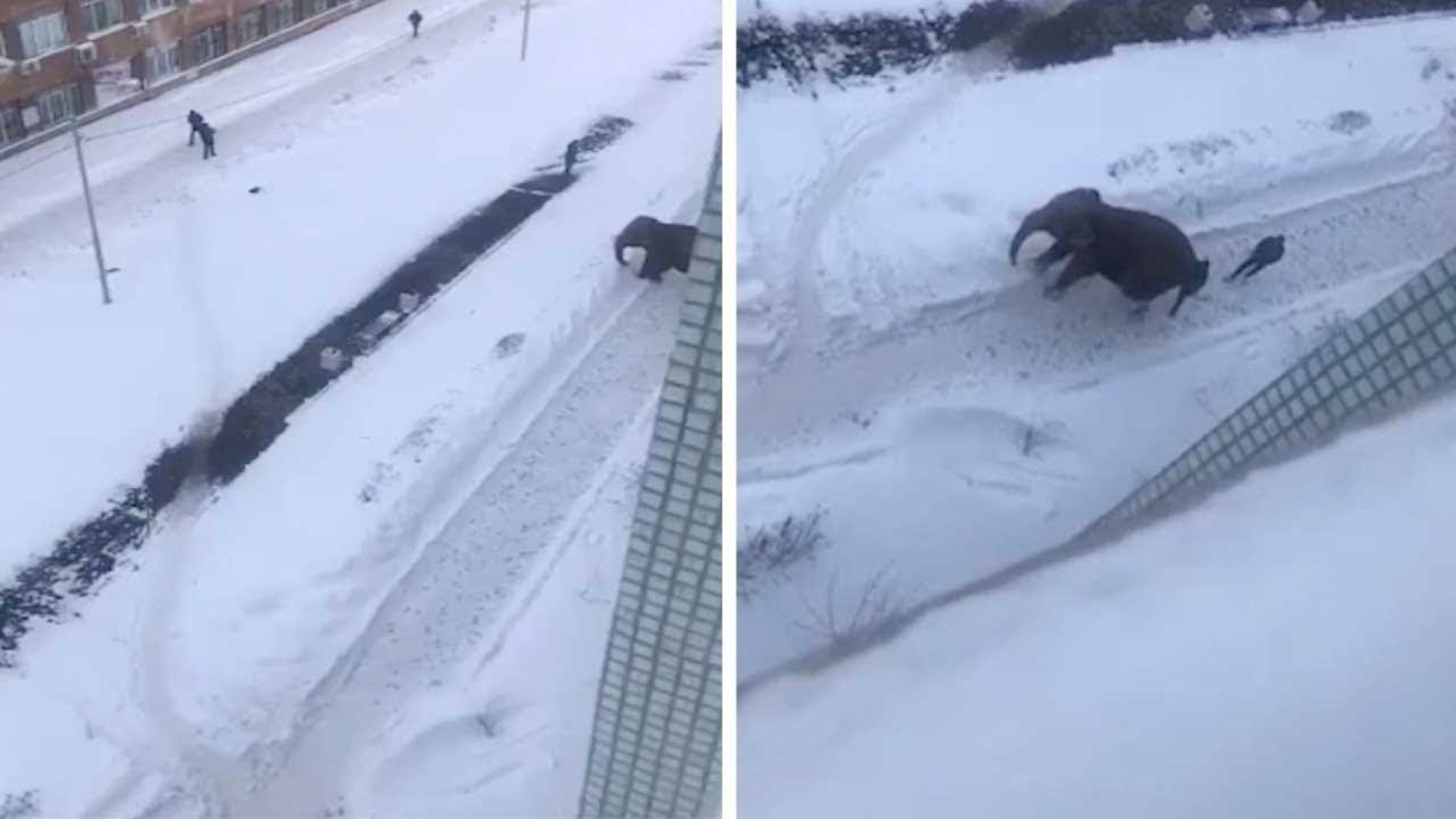 Elefante se escapa del circo