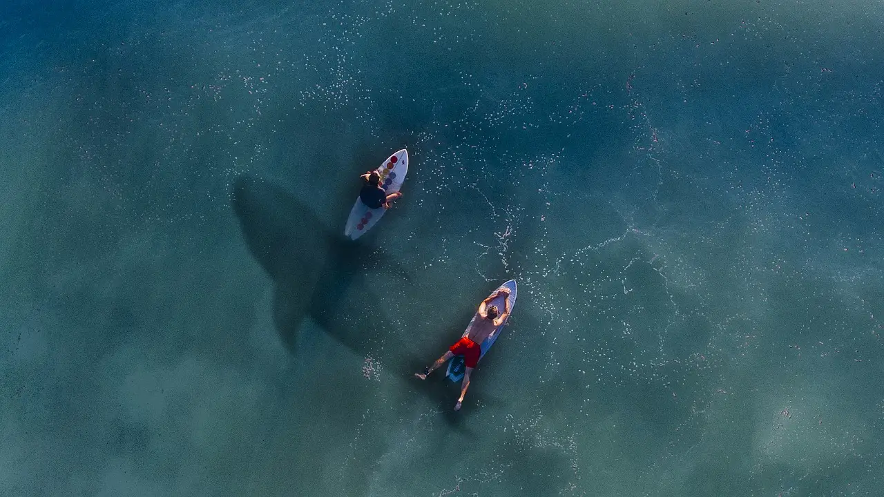 Surfistas con un tiburón bajo sus pies 