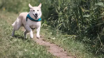 Un perro corriendo al aire libre 