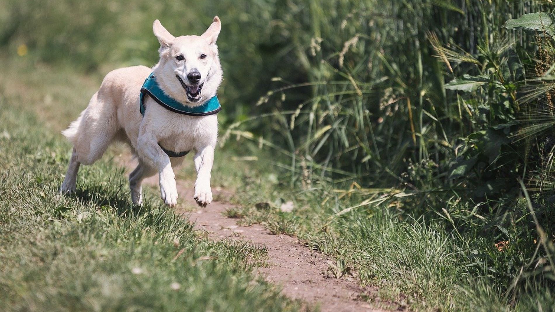 Un perro corriendo al aire libre 