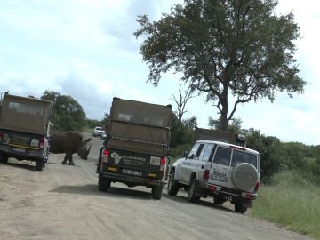 Rinoceronte cargando contra un coche