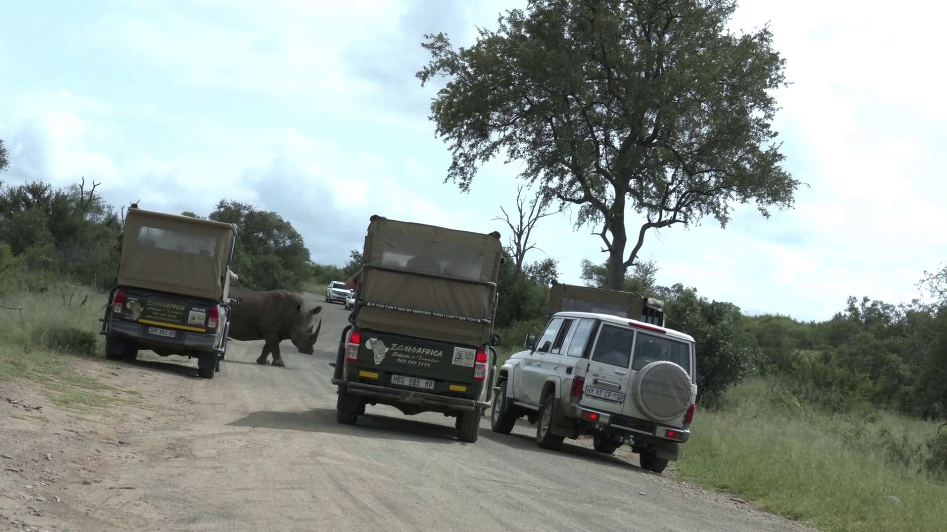Rinoceronte cargando contra un coche