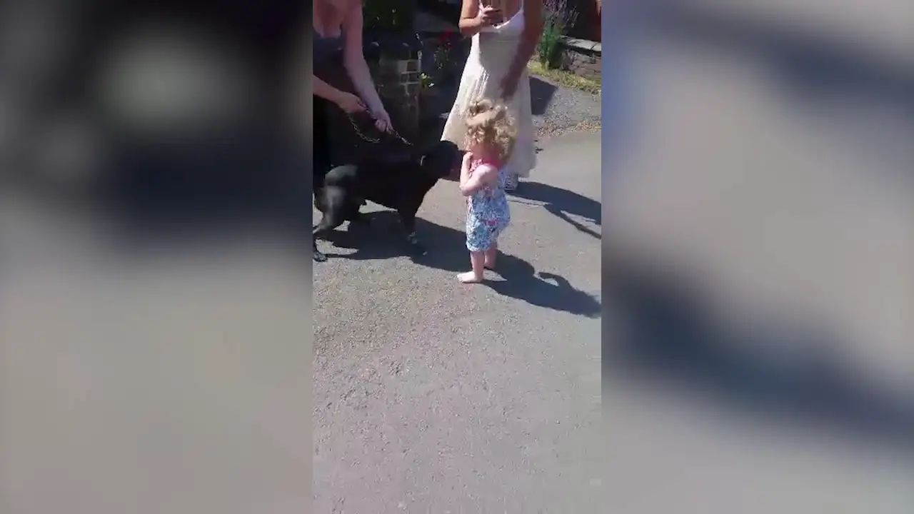 Pitbull jugando con niña