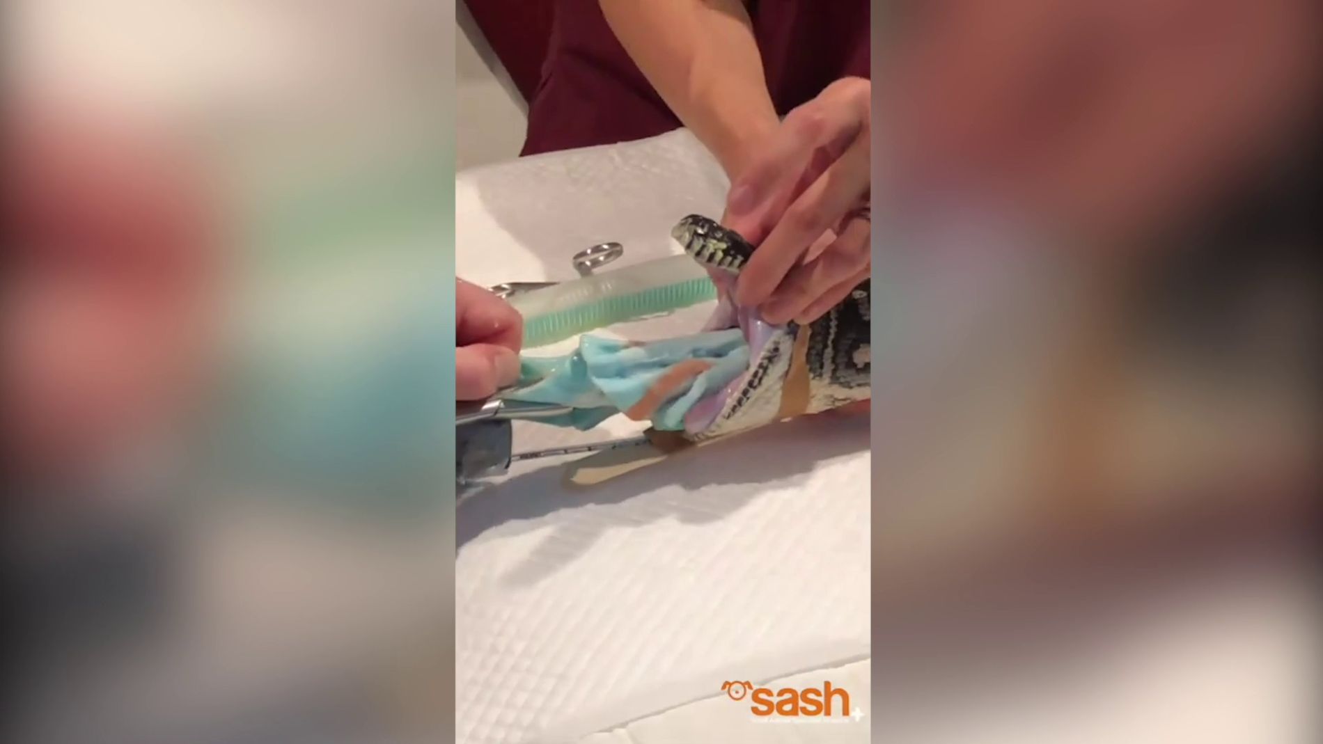 La serpiente Monty siendo desprendida de sus ataduras 