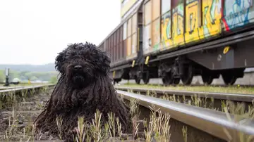 Un perro en las vías del metro 