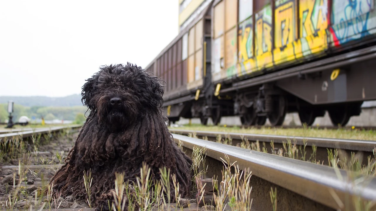 Un perro en las vías del metro 