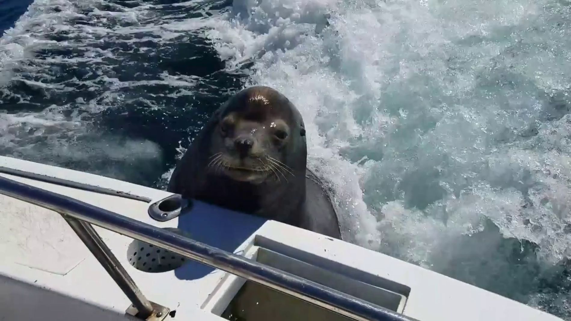 Un le&oacute;n marino se sube un barco