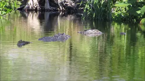 Caimán gigante Caimán gigante