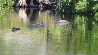 VÍDEO: Graban a un gigantesco caimán de casi cinco metros en Florida